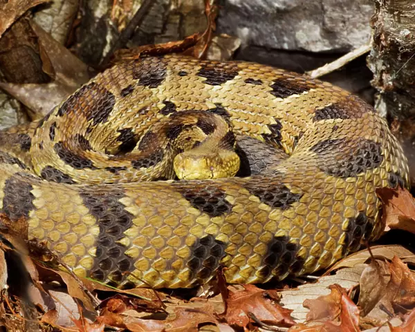 Timber Rattlesnake - by the number of rattles approximately 10 years old - April - CT - USA