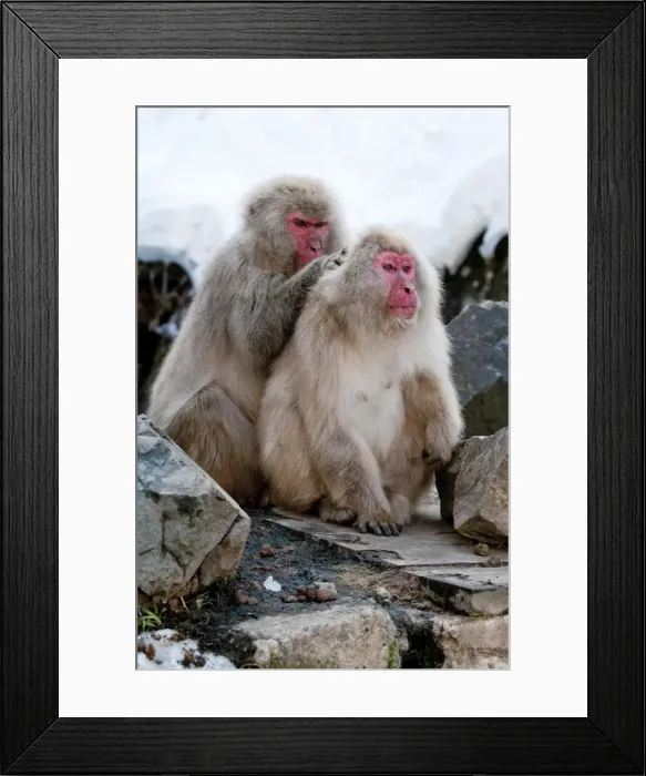 Framed Print : Japanese Macaque - pair of adults grooming sitting on rock ledge - Jigokudani Park - Japan Framed Print : Japanese Macaque - pair of adults grooming sitting on rock ledge - Jigokudani Park - Japan