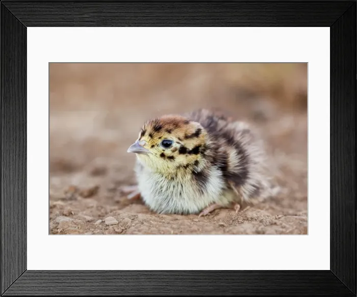 Framed Print : Grey Partridge - chick Framed Print : Grey Partridge - chick