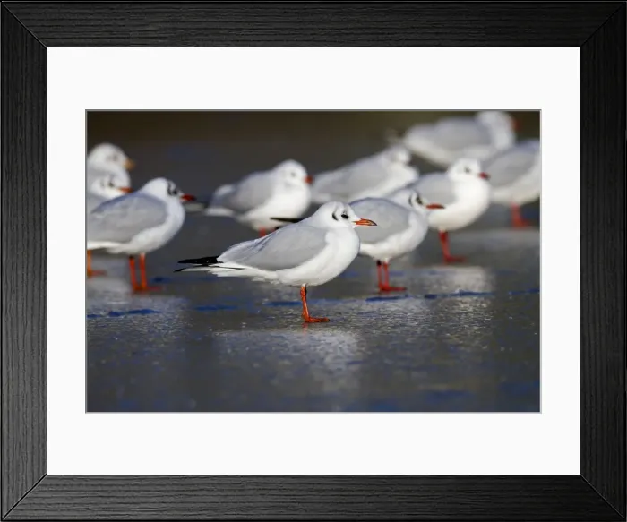 Framed Print : Black Headed Gulls - in winter plumage - on ice - UK Framed Print : Black Headed Gulls - in winter plumage - on ice - UK