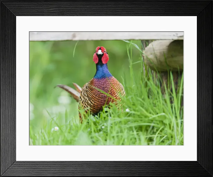 Framed Print : Pheasant - male in meadow - Bedfordshire UK 11633