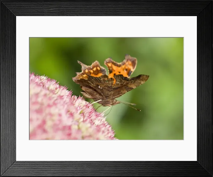 Framed Print : Comma Butterfly on Sedum - Norfolk - UK Framed Print : Comma Butterfly on Sedum - Norfolk - UK
