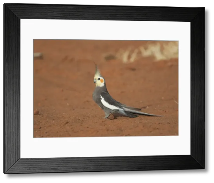 Framed Print : Cockatiel A male foraging on the ground, near Canteen Creek Aboriginal Community, Northern Territory, Australia Framed Print : Cockatiel A male foraging on the ground, near Canteen Creek Aboriginal Community, Northern Territory, Australia