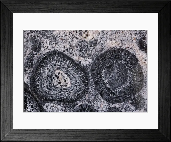 Framed Print : Orbicular Granite - Western Australia - Pre Cambrian Framed Print : Orbicular Granite - Western Australia - Pre Cambrian