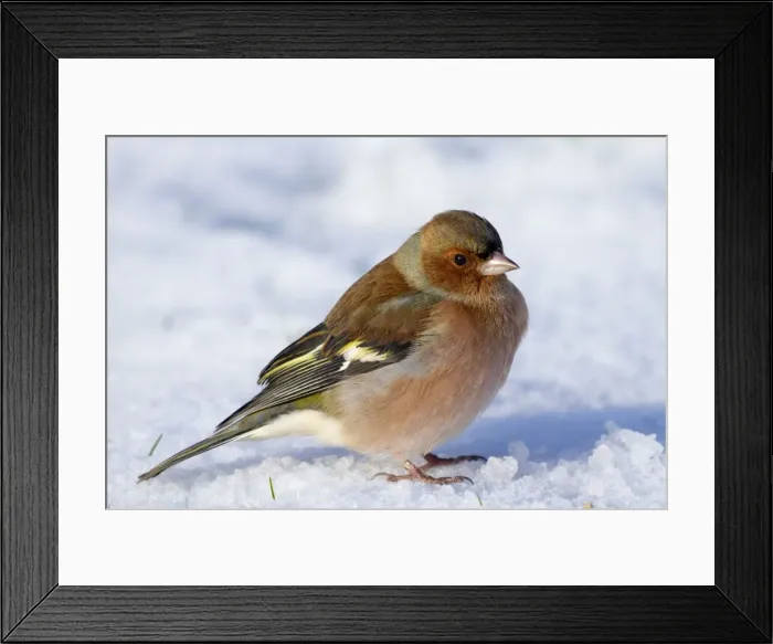 Framed Print : Chaffinch - male in the snow - Cornwall- UK Framed Print : Chaffinch - male in the snow - Cornwall- UK