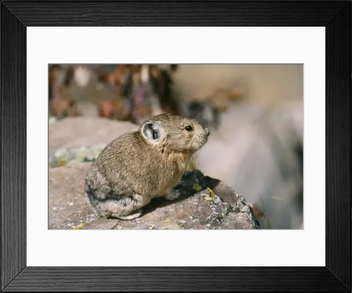 Framed Print : Pika. FG-3552. PIKA. Ochotona princeps. Francois Gohier Framed Print : Pika. FG-3552. PIKA. Ochotona princeps. Francois Gohier