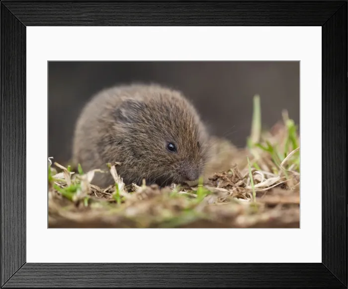 Framed Print : Field Vole - Cornwall - UK Framed Print : Field Vole - Cornwall - UK