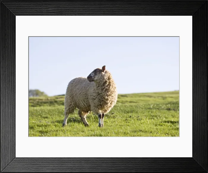 Framed Print : Sheep On hillside pasture Peak District Derbyshire UK Framed Print : Sheep On hillside pasture Peak District Derbyshire UK