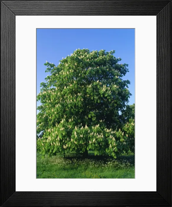 Framed Print : Horse Chestnut Tree DAD 976 Flowers in tall panicles during May Aesculus hippocastanum © David Dicon / ARDEA LONDON Framed Print : Horse Chestnut Tree DAD 976 Flowers in tall panicles during May Aesculus hippocastanum © David Dicon / ARDEA LONDON