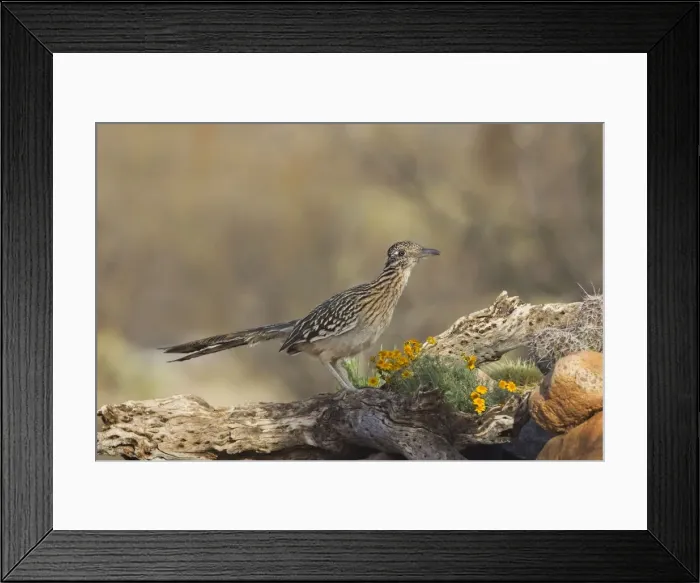 Framed Print : Greater Roadrunner. Southeastern Arizona in March. USA