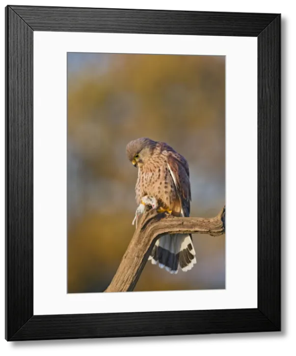 Framed Print : Kestrel - male with prey in Autumn - controlled conditions 11693 Framed Print : Kestrel - male with prey in Autumn - controlled conditions 11693