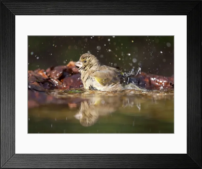 Framed Print : Greenfinch - bathing - Cornwall Framed Print : Greenfinch - bathing - Cornwall