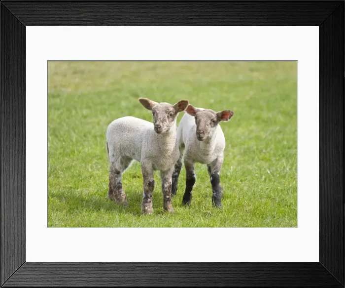 Framed Print : Lambs Peak District Derbyshire UK Framed Print : Lambs Peak District Derbyshire UK