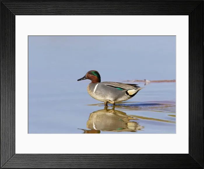 Framed Print : Green-winged Teal - drake / male. March in Arizona. USA Framed Print : Green-winged Teal - drake / male. March in Arizona. USA