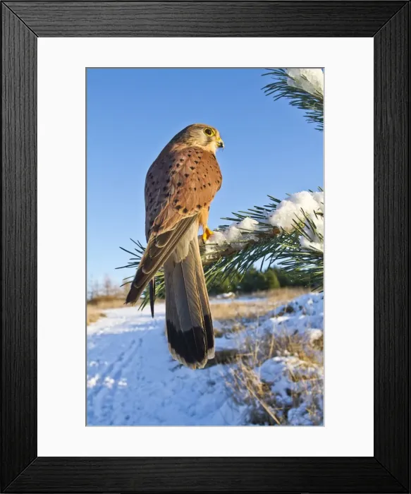 Framed Print : Kestrel - young male with prey in snow - controlled conditions 8706 Framed Print : Kestrel - young male with prey in snow - controlled conditions 8706