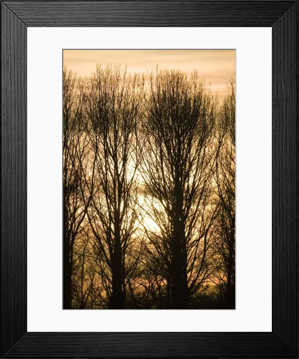 Framed Print : Lombardy Poplar Trees with sunset behind. Norfolk - UK Framed Print : Lombardy Poplar Trees with sunset behind. Norfolk - UK
