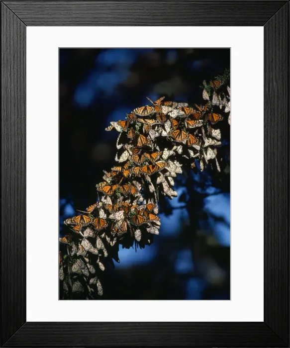 Framed Print : Monarch / Wanderer / Milkweed Butterfly Framed Print : Monarch / Wanderer / Milkweed Butterfly