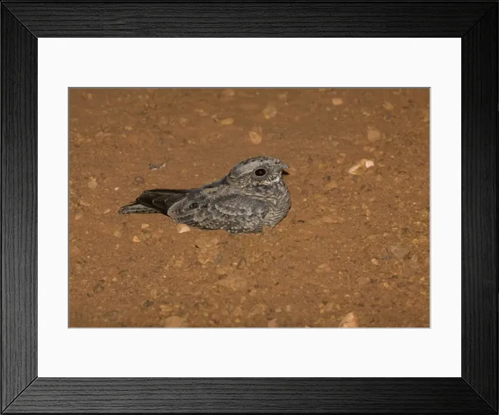 Framed Print : Spotted Nightjar - Note grasshopper beyond bird, the reason these birds are seen on roads. On a dirt road near Canteen Creek Aboriginal Community, central Northern Territory, Australia Framed Print : Spotted Nightjar - Note grasshopper beyond bird, the reason these birds are seen on roads. On a dirt road near Canteen Creek Aboriginal Community, central Northern Territory, Australia