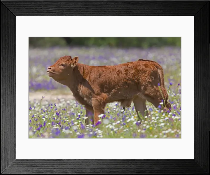 Framed Print : Young calf in a flower meadow - Southern Spain Framed Print : Young calf in a flower meadow - Southern Spain