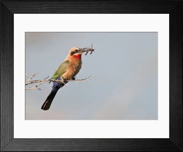 Framed Print : White-fronted Bee-Eater - with insect food in bill - Okavango River - Botswana Framed Print : White-fronted Bee-Eater - with insect food in bill - Okavango River - Botswana