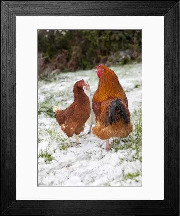 Framed Print : Cockerel and hens - in the snow - Cornwall - UK Framed Print : Cockerel and hens - in the snow - Cornwall - UK