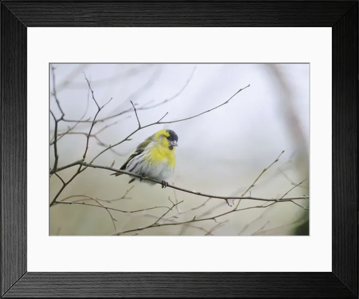 Framed Print : Siskin - perched on branch Framed Print : Siskin - perched on branch