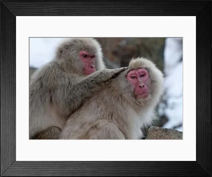 Framed Print : Japanese Macaque - pair of adults grooming - Jigokudani Park - Japan Framed Print : Japanese Macaque - pair of adults grooming - Jigokudani Park - Japan