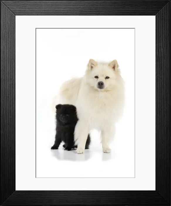 Framed Print : DOG. German Spitz Mittel with 8 wk old puppy Framed Print : DOG. German Spitz Mittel with 8 wk old puppy