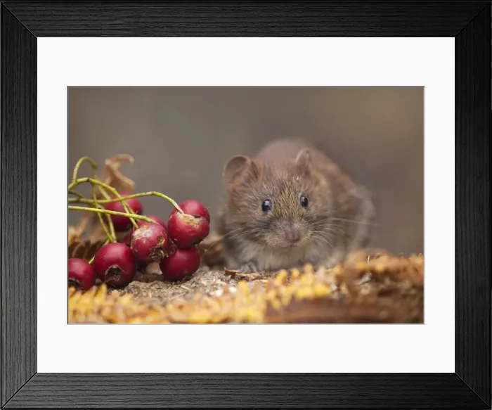 Framed Print : Bank Vole - Cornwall - UK Framed Print : Bank Vole - Cornwall - UK