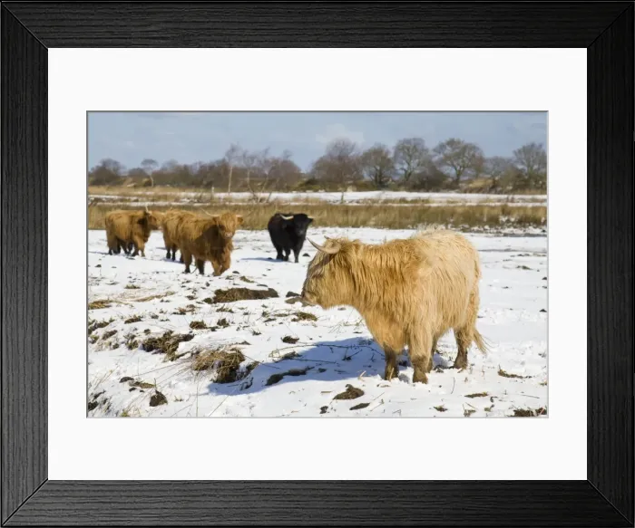 Framed Print : Highland Cattle - in snow covered field Norfolk - UK Framed Print : Highland Cattle - in snow covered field Norfolk - UK