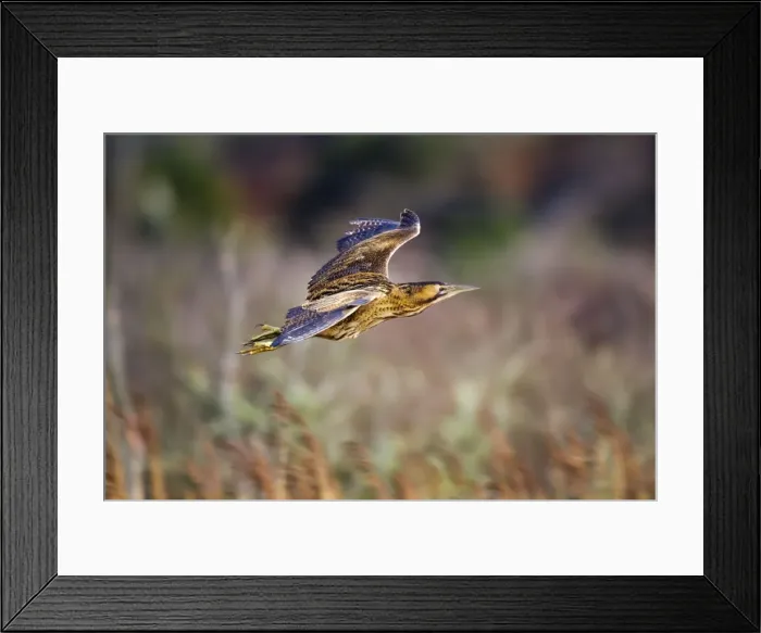 Framed Print : Bittern - in flight - Marazion - Cornwall - UK Framed Print : Bittern - in flight - Marazion - Cornwall - UK