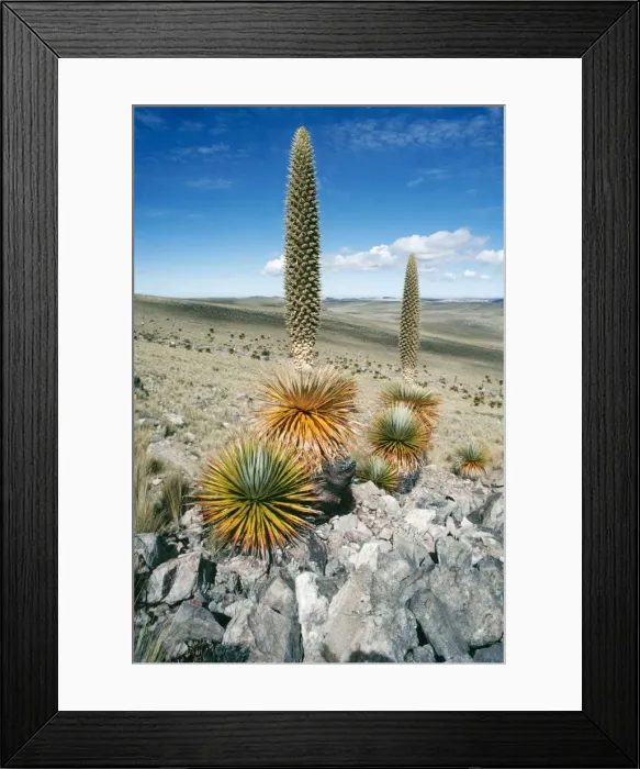 Framed Print : Giant Puya - Andes - Peru Framed Print : Giant Puya - Andes - Peru