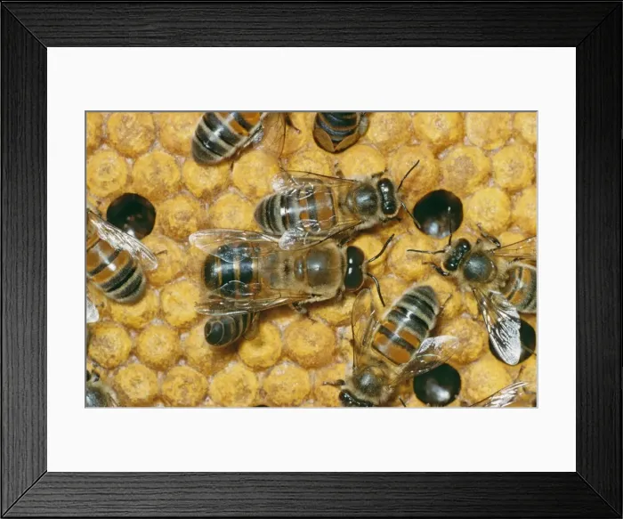 Framed Print : Drone Honey Bee - male on comb Framed Print : Drone Honey Bee - male on comb