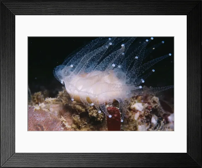 Framed Print : Devonshire Cup Coral - UK Framed Print : Devonshire Cup Coral - UK