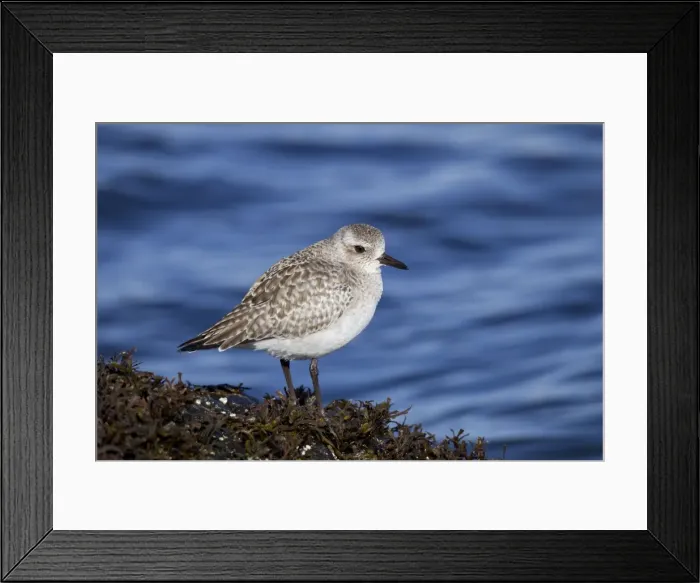 Framed Print : Black-bellied Plover - winter plumage - Barnegat Light - NJ - USA Framed Print : Black-bellied Plover - winter plumage - Barnegat Light - NJ - USA