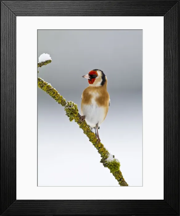 Framed Print : Goldfinch - on branch in snow 8730 Framed Print : Goldfinch - on branch in snow 8730