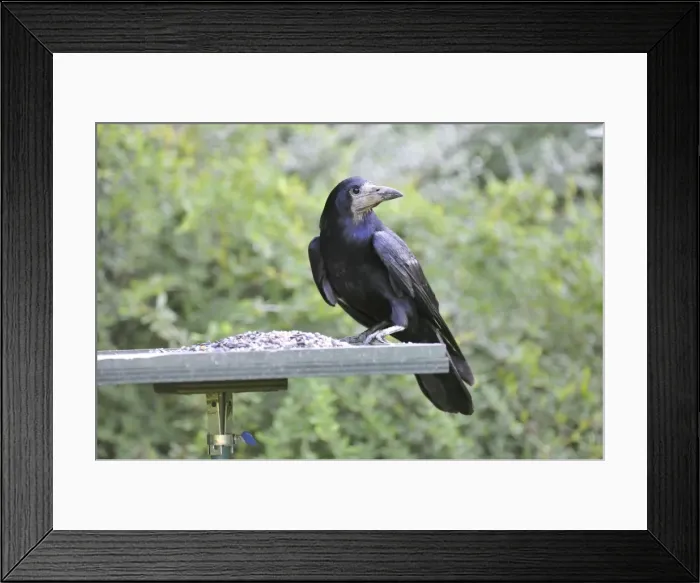 Framed Print : Rook - on bird feeding table Framed Print : Rook - on bird feeding table
