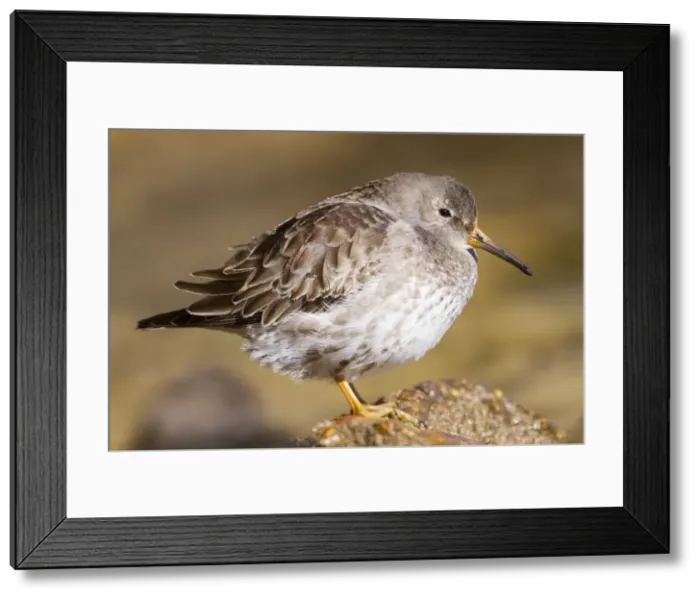 Framed Print : Purple Sandpiper - Penzance - Cornwall - UK Framed Print : Purple Sandpiper - Penzance - Cornwall - UK
