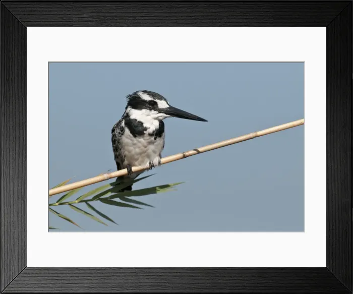 Framed Print : Pied Kingfisher - perched on reed stem - Okavango River - Botswana Framed Print : Pied Kingfisher - perched on reed stem - Okavango River - Botswana