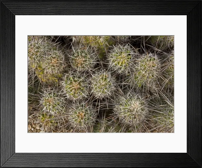 Framed Print : Hedgehog Cactus - Sonoran Desert - Arizona - USA Framed Print : Hedgehog Cactus - Sonoran Desert - Arizona - USA