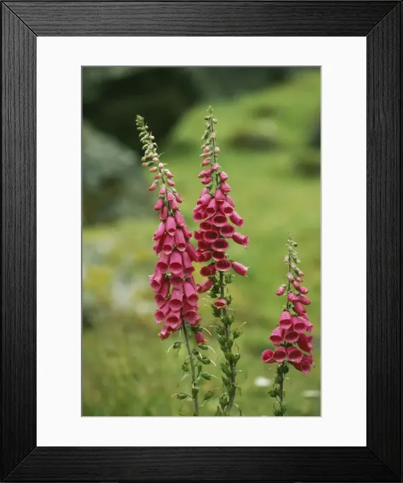 Framed Print : Foxgloves FG 3116 Digitalis purpurea © Francois Gohier / ARDEA LONDON Framed Print : Foxgloves FG 3116 Digitalis purpurea © Francois Gohier / ARDEA LONDON