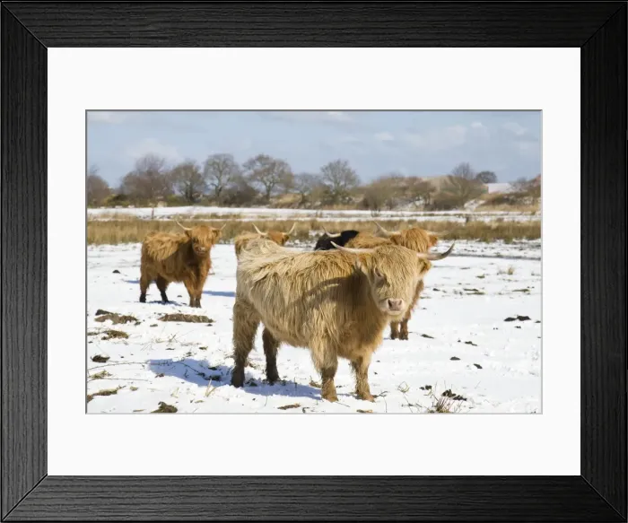 Framed Print : Highland Cattle - in snow covered field Norfolk - UK Framed Print : Highland Cattle - in snow covered field Norfolk - UK