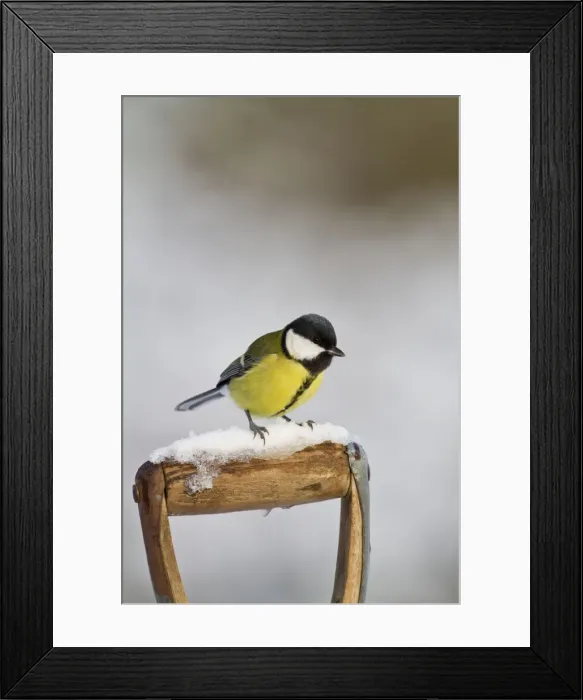 Framed Print : Great Tit - on snowy fork handle 8746 Framed Print : Great Tit - on snowy fork handle 8746