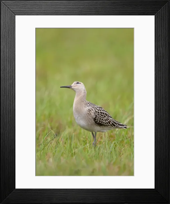 Framed Print : Ruff - juvenile - autumn - looking for danger - UK Framed Print : Ruff - juvenile - autumn - looking for danger - UK