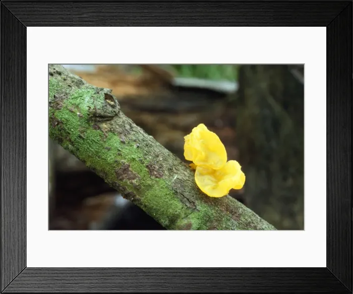 Framed Print : Yellow Brain / Jelly / Witch's Butter Fungi Framed Print : Yellow Brain / Jelly / Witch's Butter Fungi