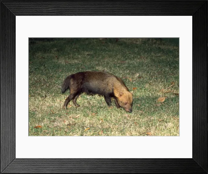 Framed Print : Bush Dog - South America Framed Print : Bush Dog - South America