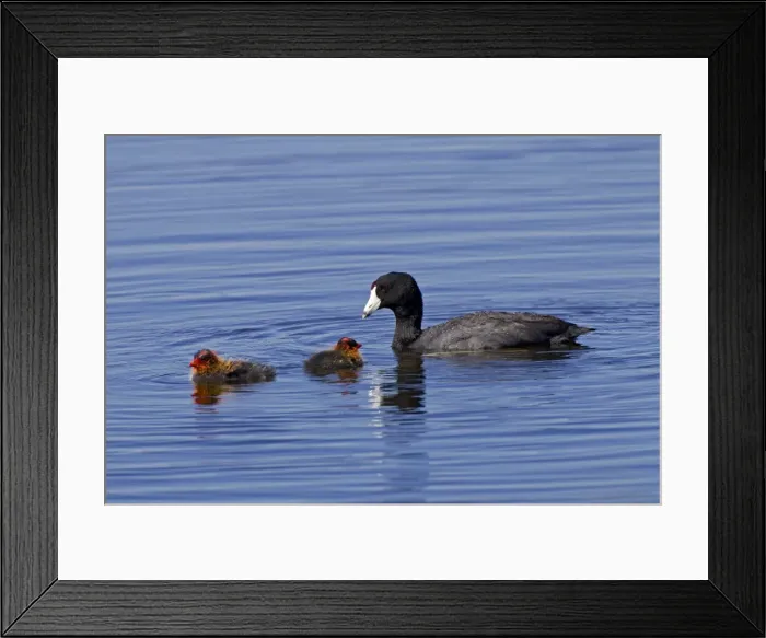 Framed Print : American Coot - adult with chicks - July in Colorado - USA Framed Print : American Coot - adult with chicks - July in Colorado - USA