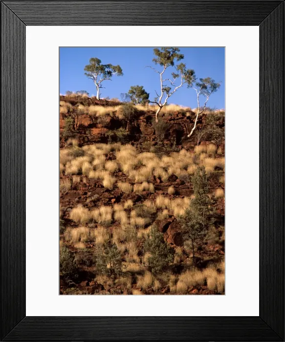 Framed Print : Porcupine Grass and Ghost Gums - Finke Gorge National Park, Northern Territory, Australia JPF03255 Framed Print : Porcupine Grass and Ghost Gums - Finke Gorge National Park, Northern Territory, Australia JPF03255