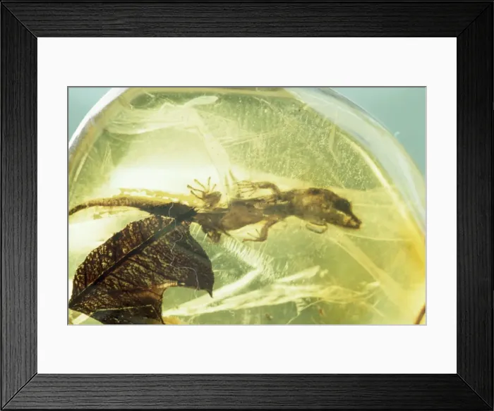 Framed Print : Lizard preserved in Amber - 40 million years B. P. Dominican Republic Framed Print : Lizard preserved in Amber - 40 million years B. P. Dominican Republic