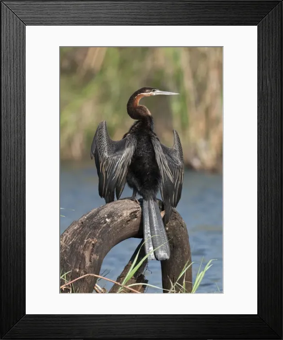 Framed Print : African Darter - perched with wings outstretched - Okavango River - Botswana Framed Print : African Darter - perched with wings outstretched - Okavango River - Botswana